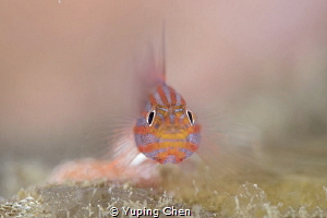 Stripehead Dwarfgoby/Lembeh strait,Indonesia, Canon 5D Ma... by Yuping Chen 